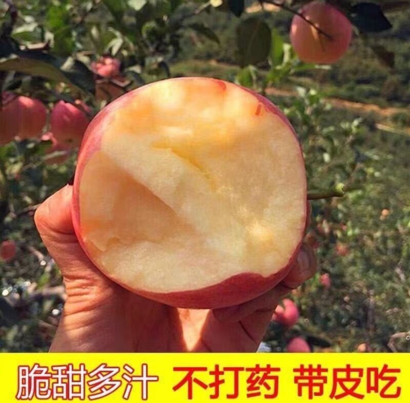 鲁丽苹果一件代发