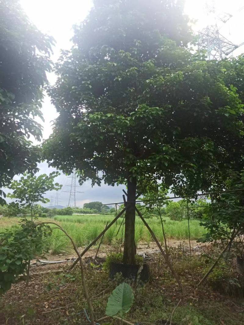 秋枫