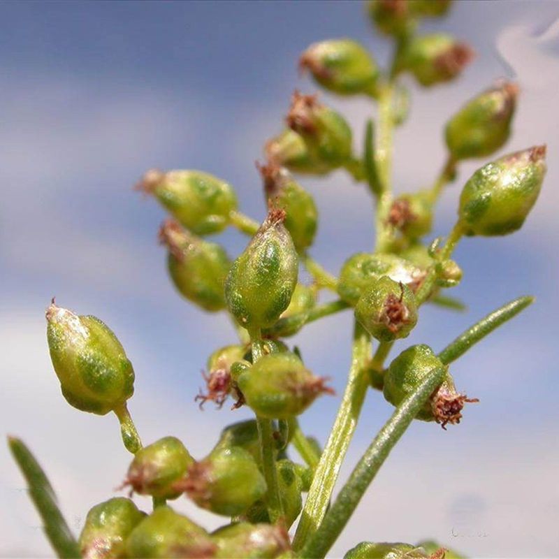 沙蒿子沙蒿种子牧草种子多年生薄蒿草荒漠蒿籽生态植物种