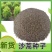 沙蒿子沙蒿种子牧草种子多年生薄蒿草荒漠蒿籽生态植物种