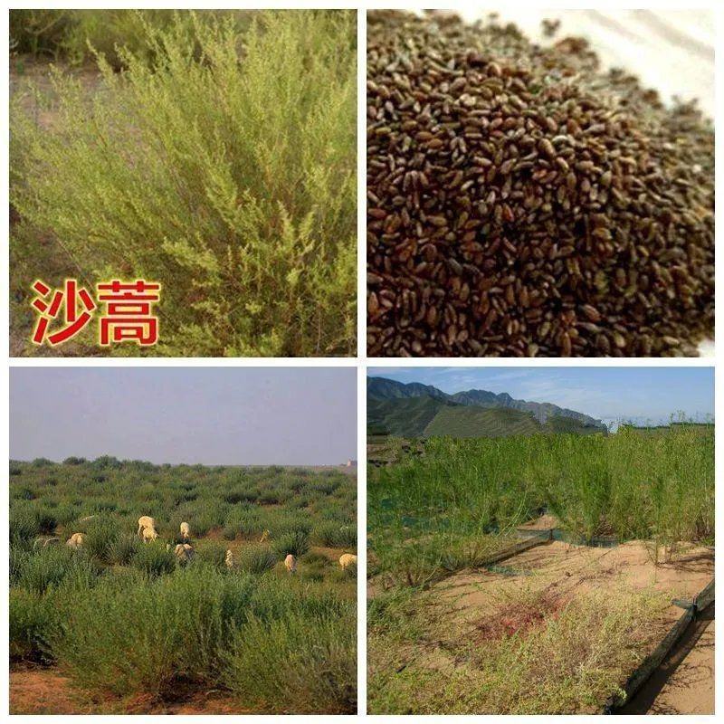 沙蒿子沙蒿种子牧草种子多年生薄蒿草荒漠蒿籽生态植物种
