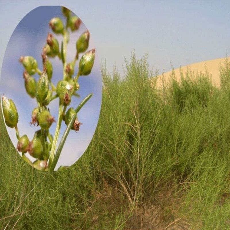 沙蒿子沙蒿种子牧草种子多年生薄蒿草荒漠蒿籽生态植物种