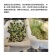 沙蒿子沙蒿种子牧草种子多年生薄蒿草荒漠蒿籽生态植物种