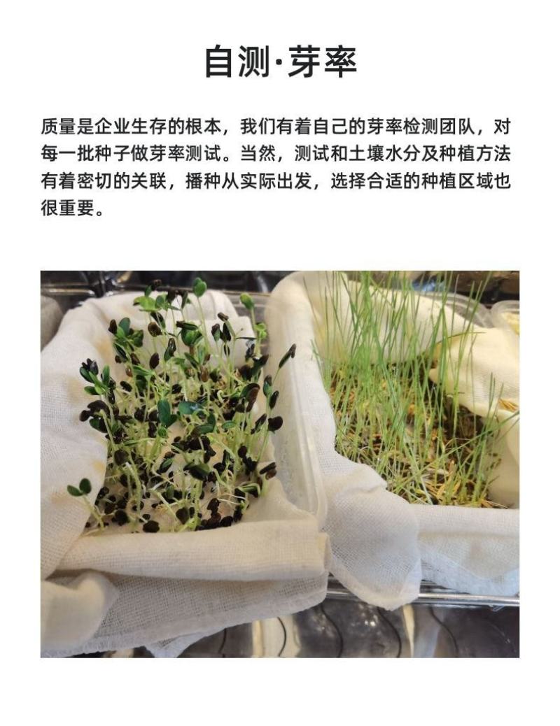 沙蒿子沙蒿种子牧草种子多年生薄蒿草荒漠蒿籽生态植物种