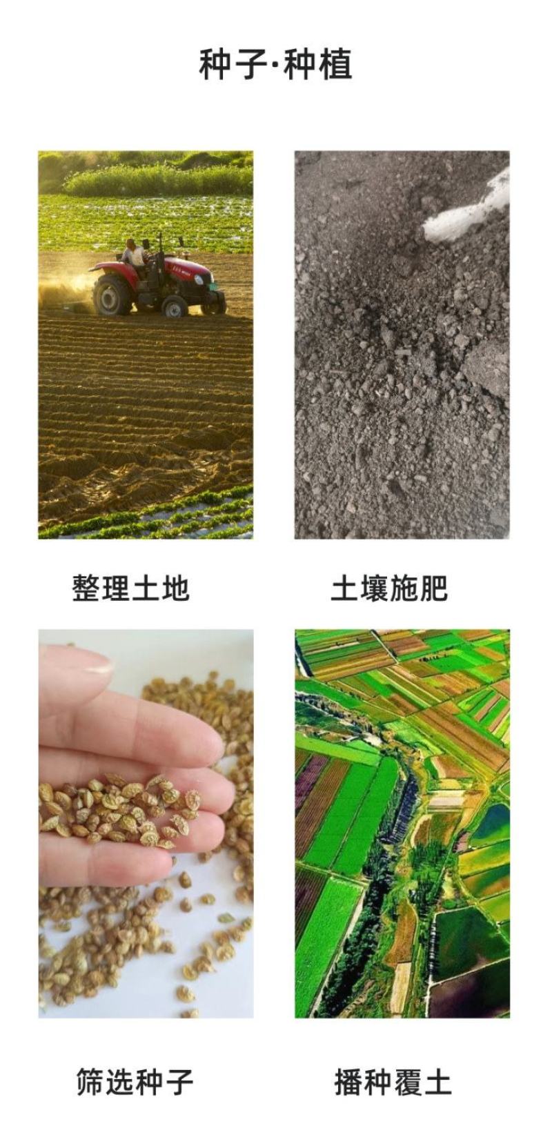沙蒿子沙蒿种子牧草种子多年生薄蒿草荒漠蒿籽生态植物种