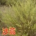 沙蒿子沙蒿种子牧草种子多年生薄蒿草荒漠蒿籽生态植物种