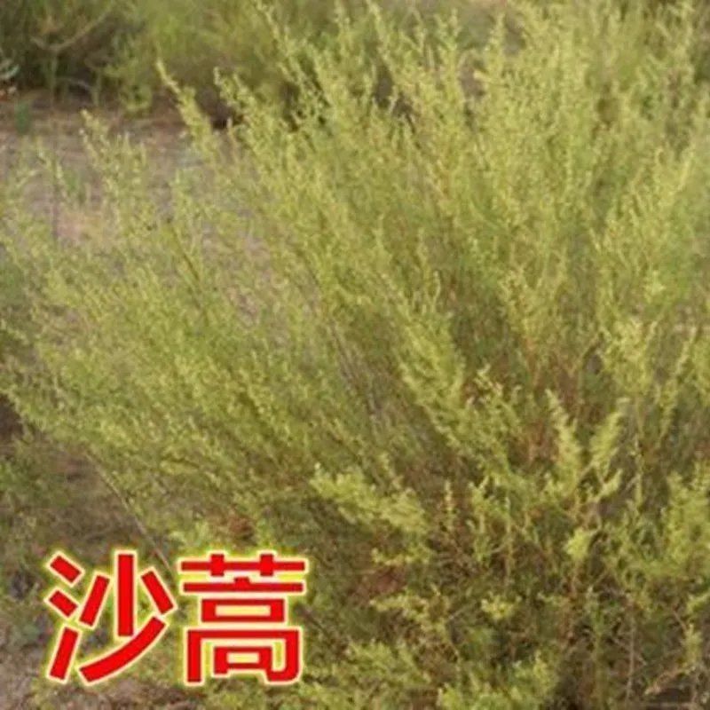 沙蒿子沙蒿种子牧草种子多年生薄蒿草荒漠蒿籽生态植物种