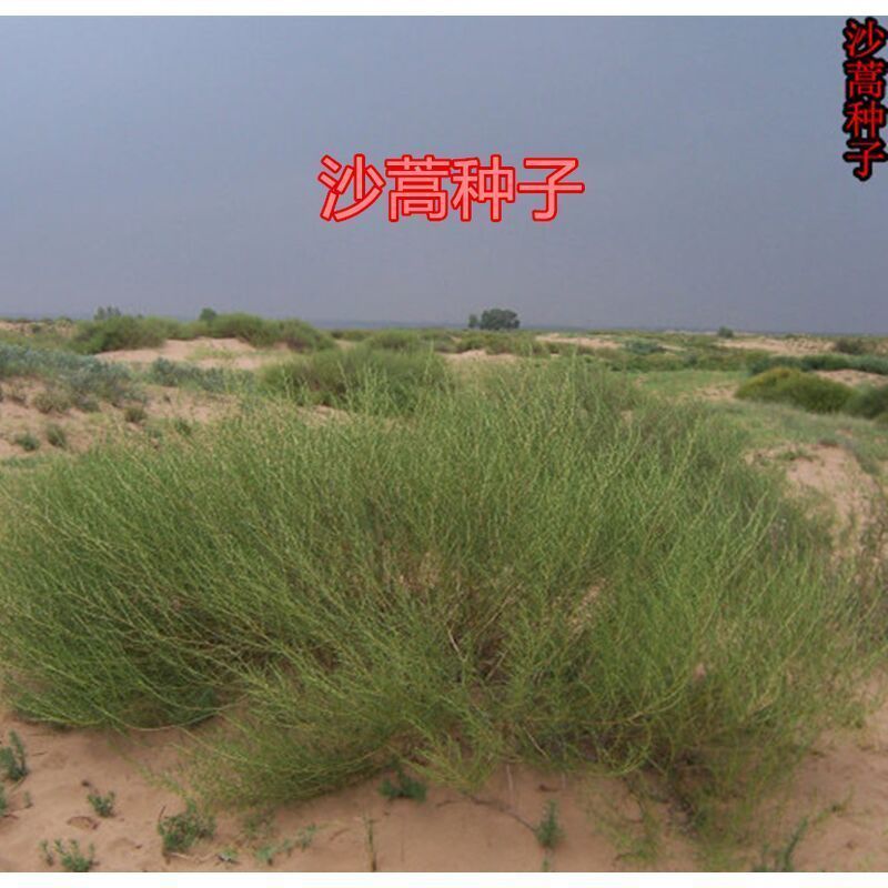 沙蒿子沙蒿种子牧草种子多年生薄蒿草荒漠蒿籽生态植物种