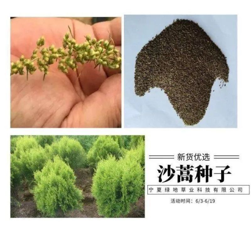 沙蒿子沙蒿种子牧草种子多年生薄蒿草荒漠蒿籽生态植物种