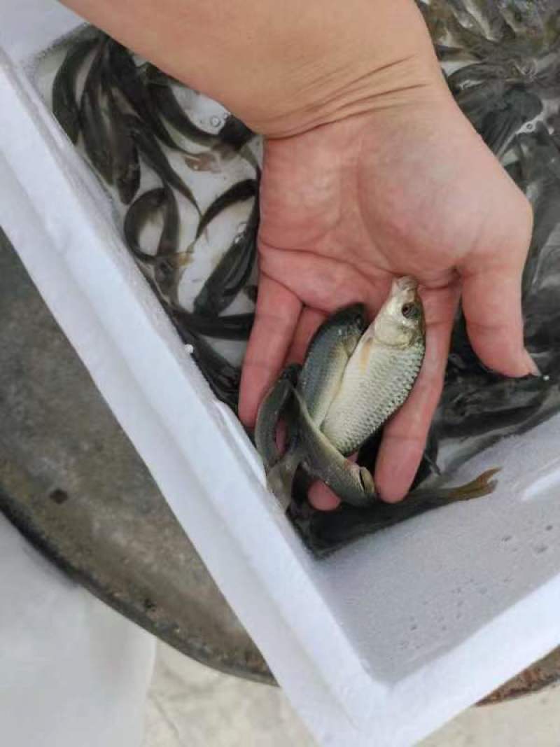 鲤鱼