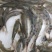 鲤鱼