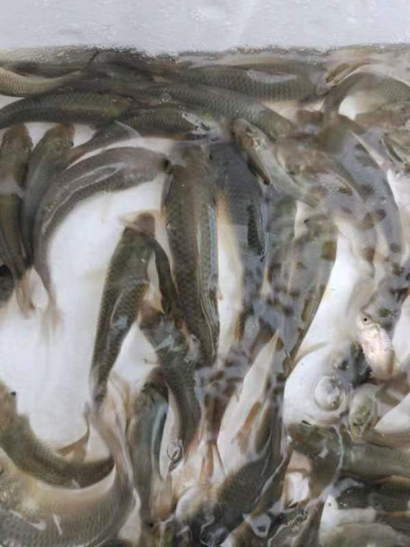 鲤鱼