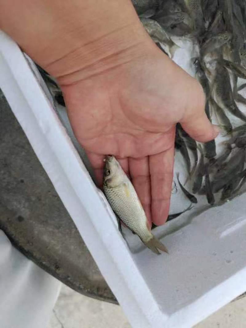 鲤鱼