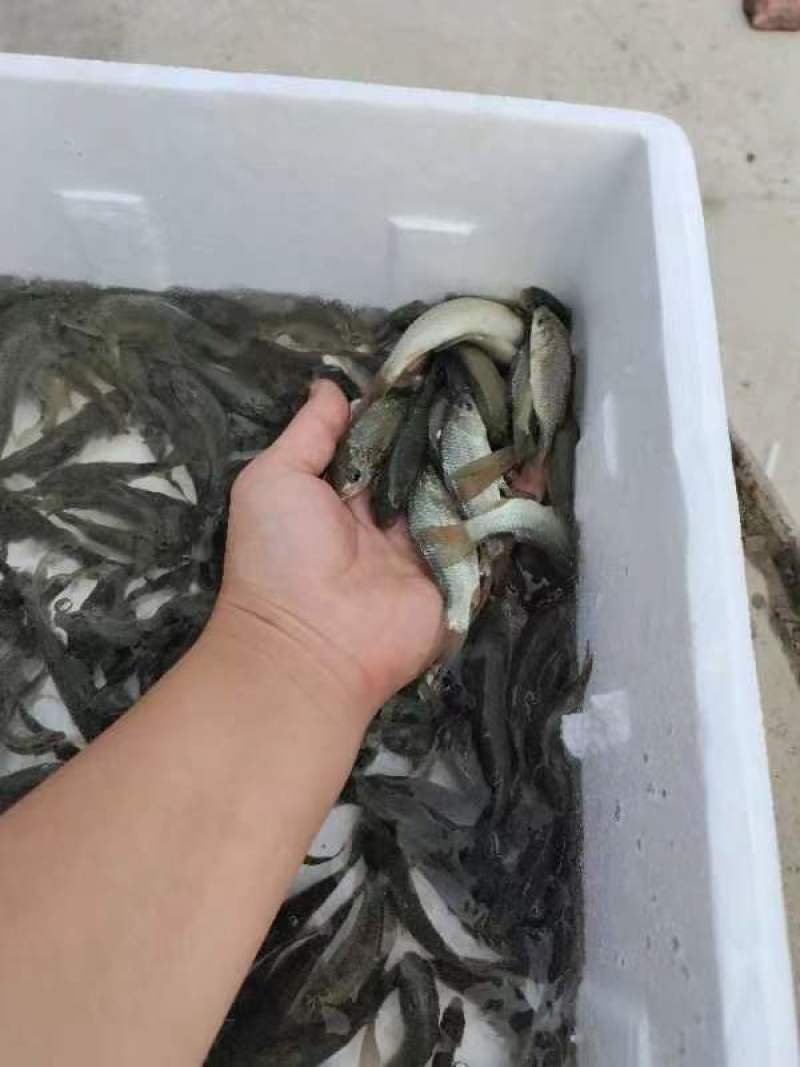 鲤鱼