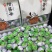 小青柑茶广东新会柑普茶500克袋装