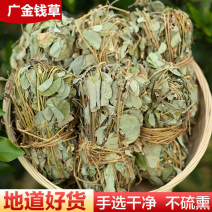 金钱草，新货大叶金钱草，广金钱草，金钱草，各种规格金钱草