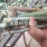 9分一牙，甜象草3号无毛高产现货一件代发