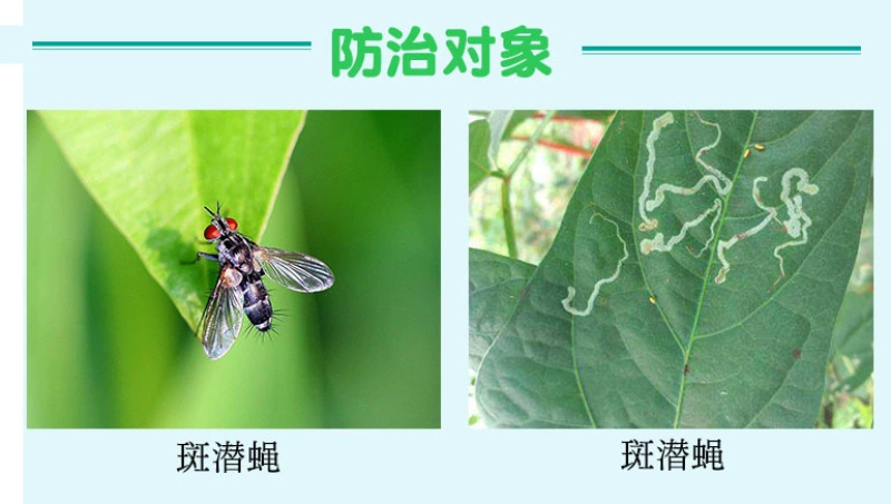 80%灭蝇胺斑潜蝇
