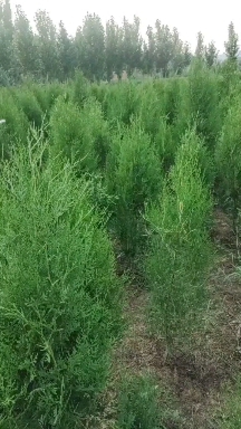 1.5米侧柏杯苗