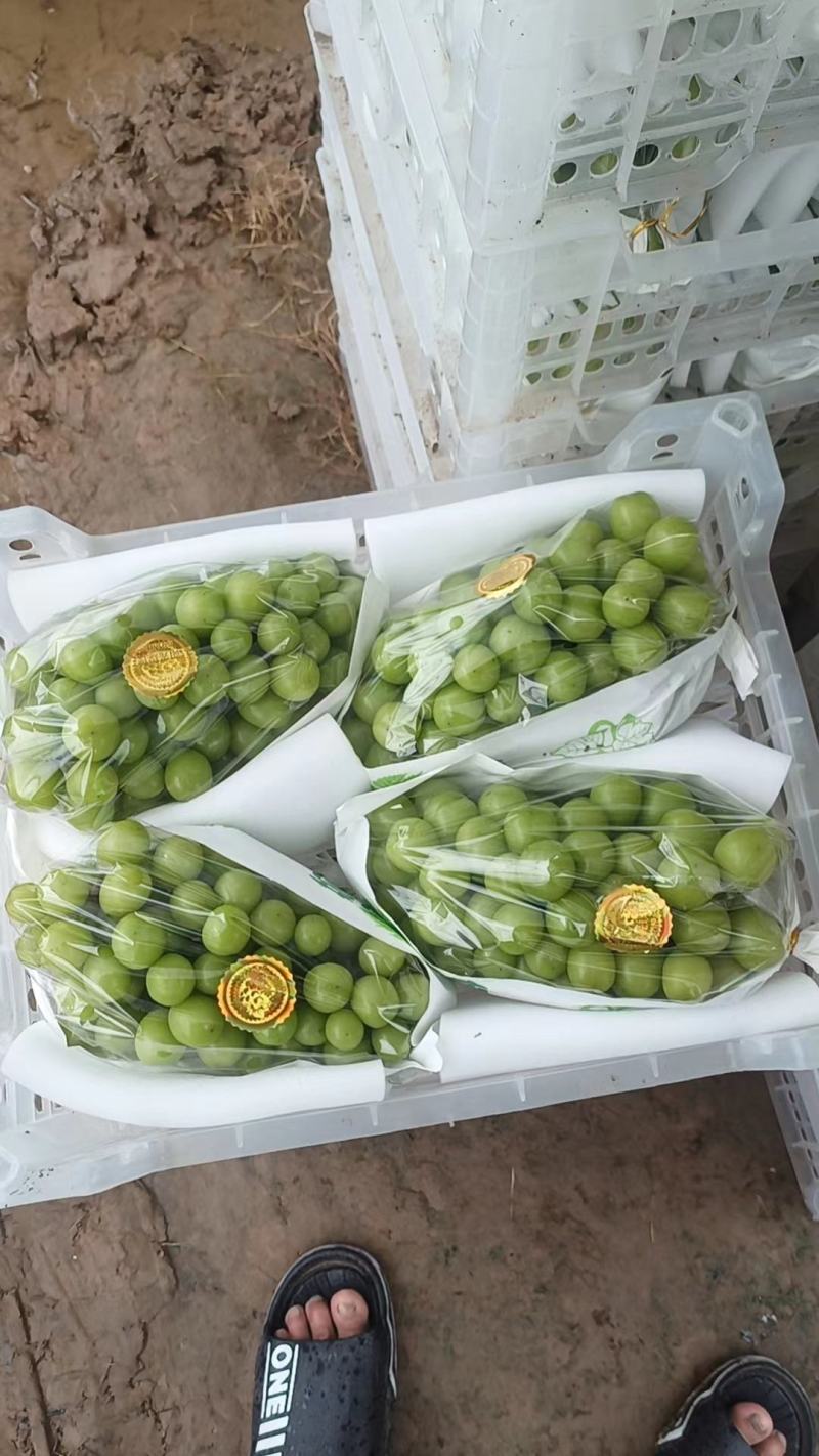 【实力】精品阳光玫瑰葡萄，果园直采，严选品质，可视频看货