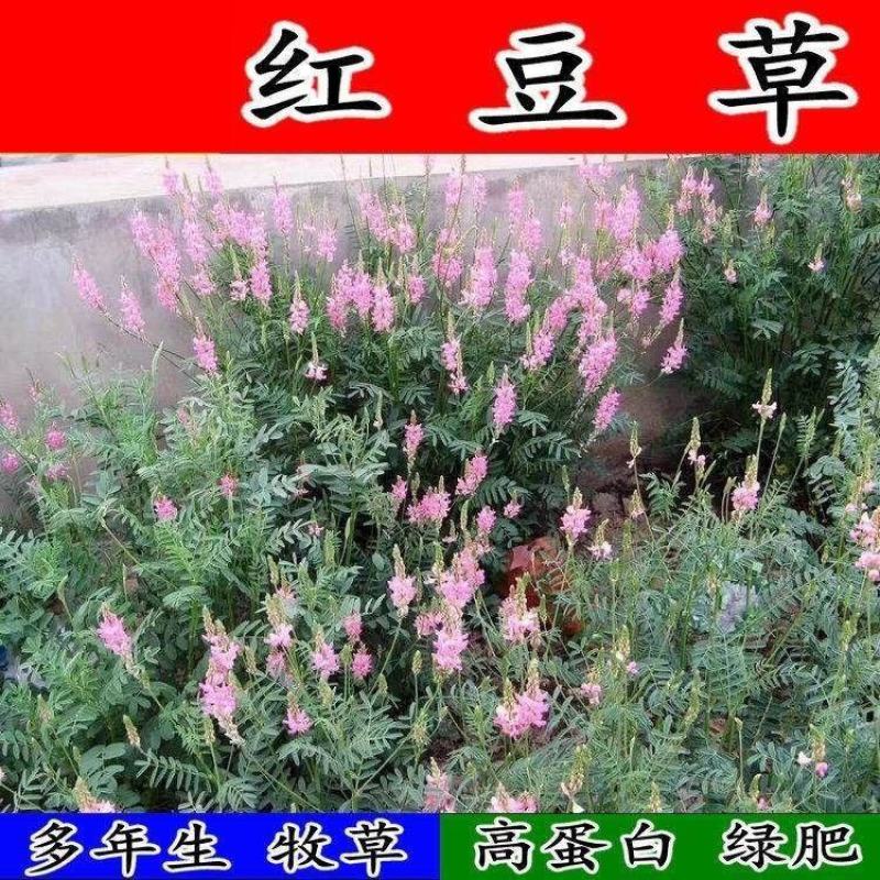 红豆草种子，驴食豆种子，青饲牧草林田果园绿肥绿化种子蜜源