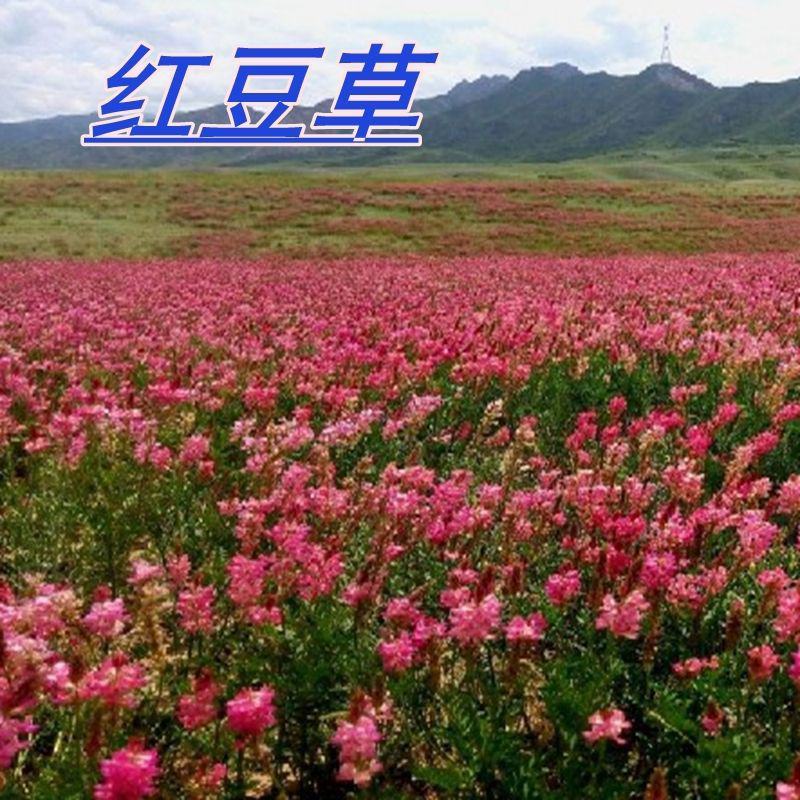 红豆草种子，驴食豆种子，青饲牧草林田果园绿肥绿化种子蜜源