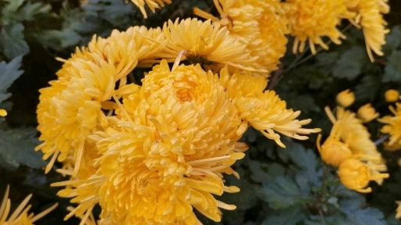 四川精选菊花苗茶菊苗基地值发一手货源，品种齐全。