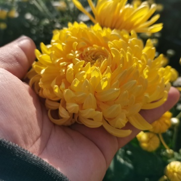 四川精选菊花苗茶菊苗基地值发一手货源，品种齐全。