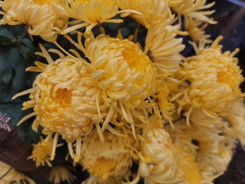 四川精选菊花苗茶菊苗基地值发一手货源，品种齐全。