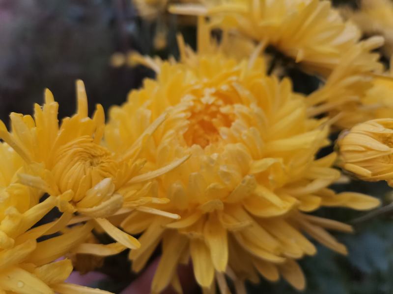 四川精选菊花苗茶菊苗基地值发一手货源，品种齐全。