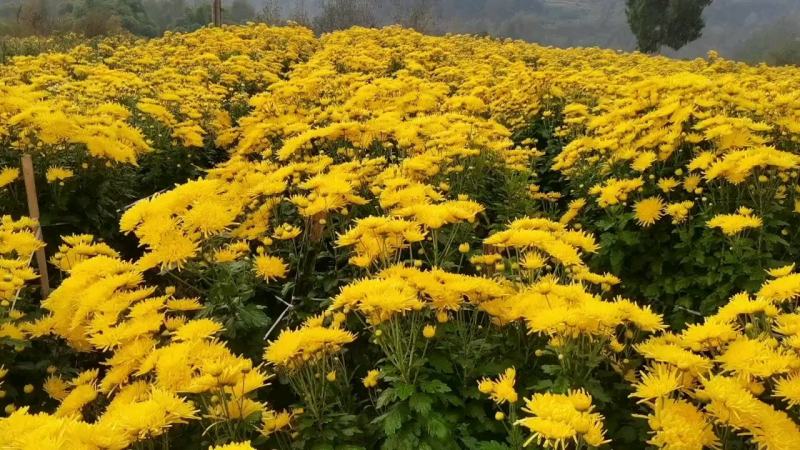 四川精选菊花苗茶菊苗基地值发一手货源，品种齐全。