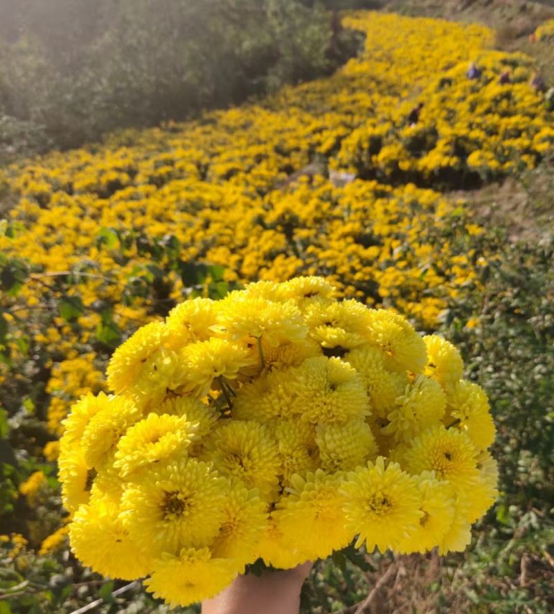 四川精选菊花苗茶菊苗基地值发一手货源，品种齐全。