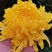 四川精选菊花苗茶菊苗基地值发一手货源，品种齐全。