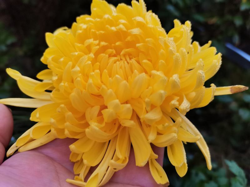 四川精选菊花苗茶菊苗基地值发一手货源，品种齐全。