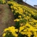 四川精选菊花苗茶菊苗基地值发一手货源，品种齐全。