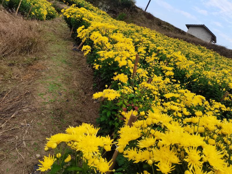 四川精选菊花苗茶菊苗基地值发一手货源，品种齐全。