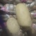 精品黄心土豆，半斤以上，新货，无坏的