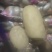 精品黄心土豆，半斤以上，新货，无坏的