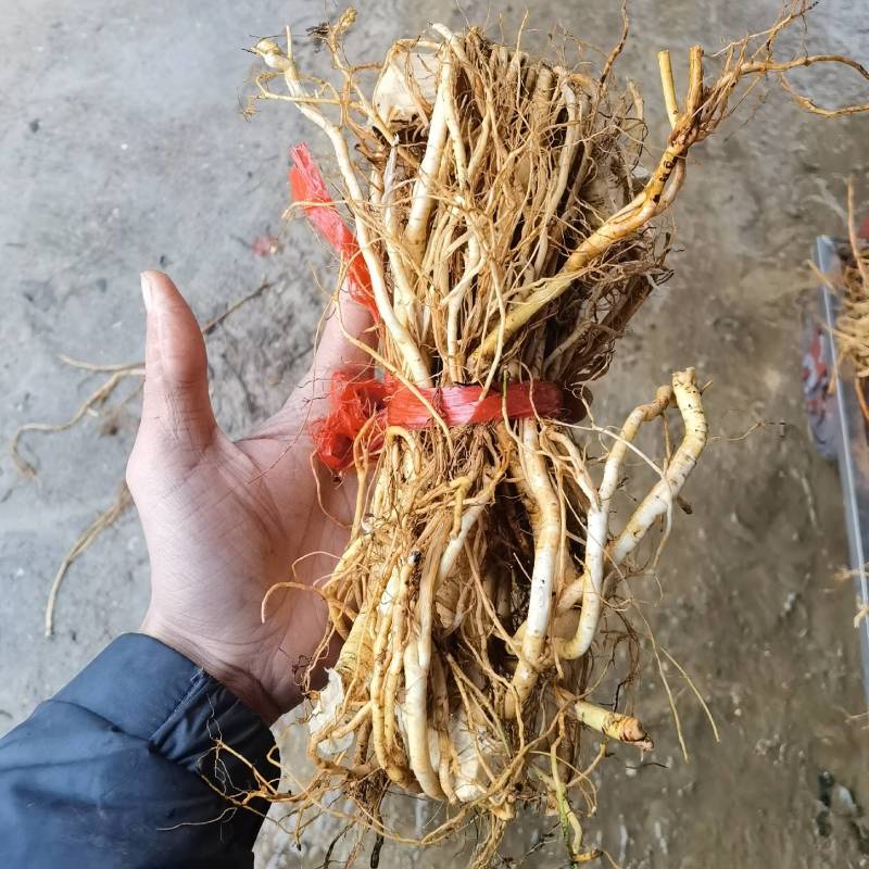 推荐五指毛桃各种规格，产地供应，欢迎合作共赢