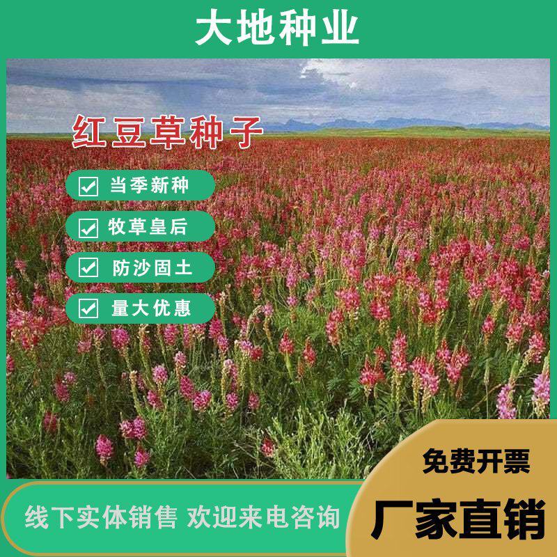 红豆草种子，驴食豆种子，青饲牧草林田果园绿肥绿化种子蜜源