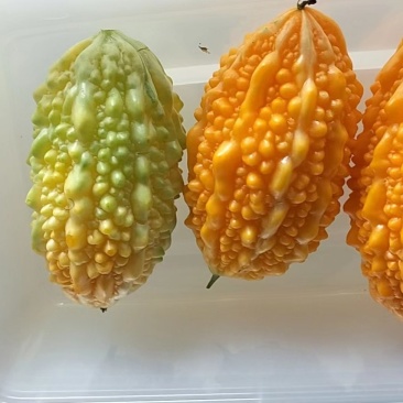 山东嘉祥特产癞葡萄大量供应对接全国客商产地直发