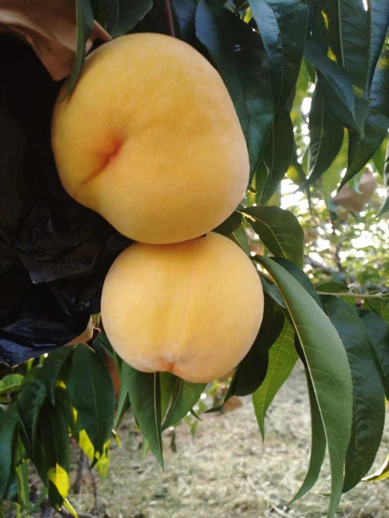 黄桃