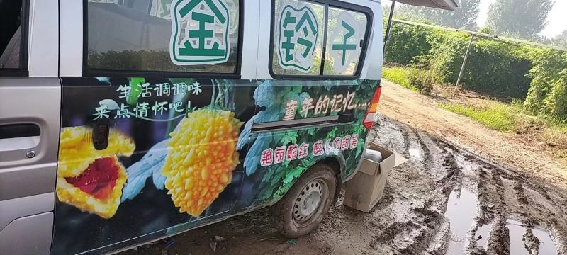 山东嘉祥特产癞葡萄大量供应对接全国客商产地直发