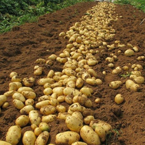 陕西沃土土豆大量上市产地一手货源可视频