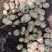 陕西沃土土豆大量上市产地一手货源可视频看货