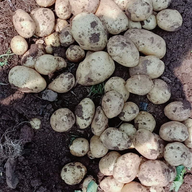 陕西沃土土豆大量上市产地一手货源可视频看货