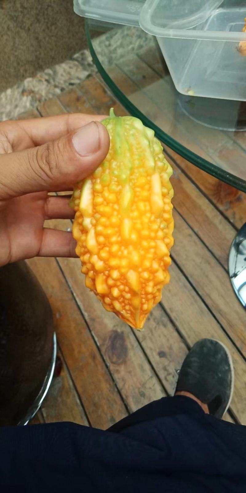 癞葡萄金铃子大量供应保质保量对接全国客商可视频看货