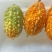 癞葡萄金铃子大量供应保质保量对接全国客商可视频看货