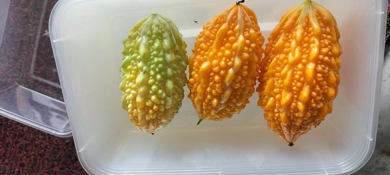 癞葡萄金铃子大量供应保质保量对接全国客商可视频看货