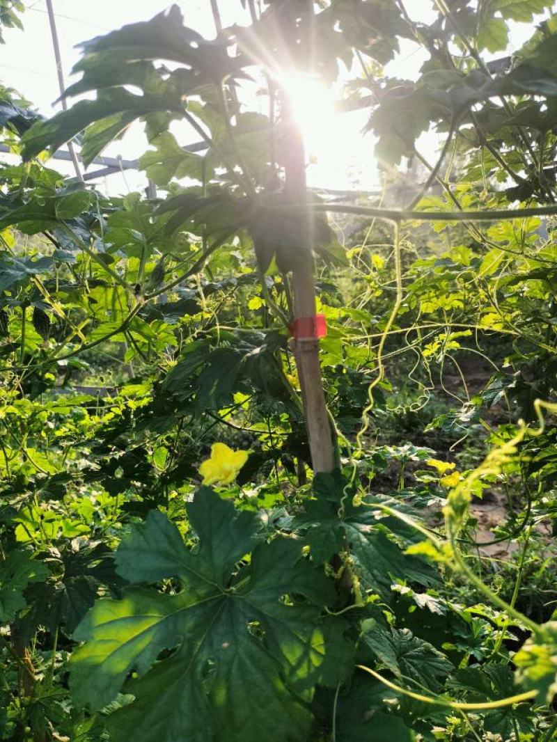 癞葡萄金铃子大量供应保质保量对接全国客商可视频看货